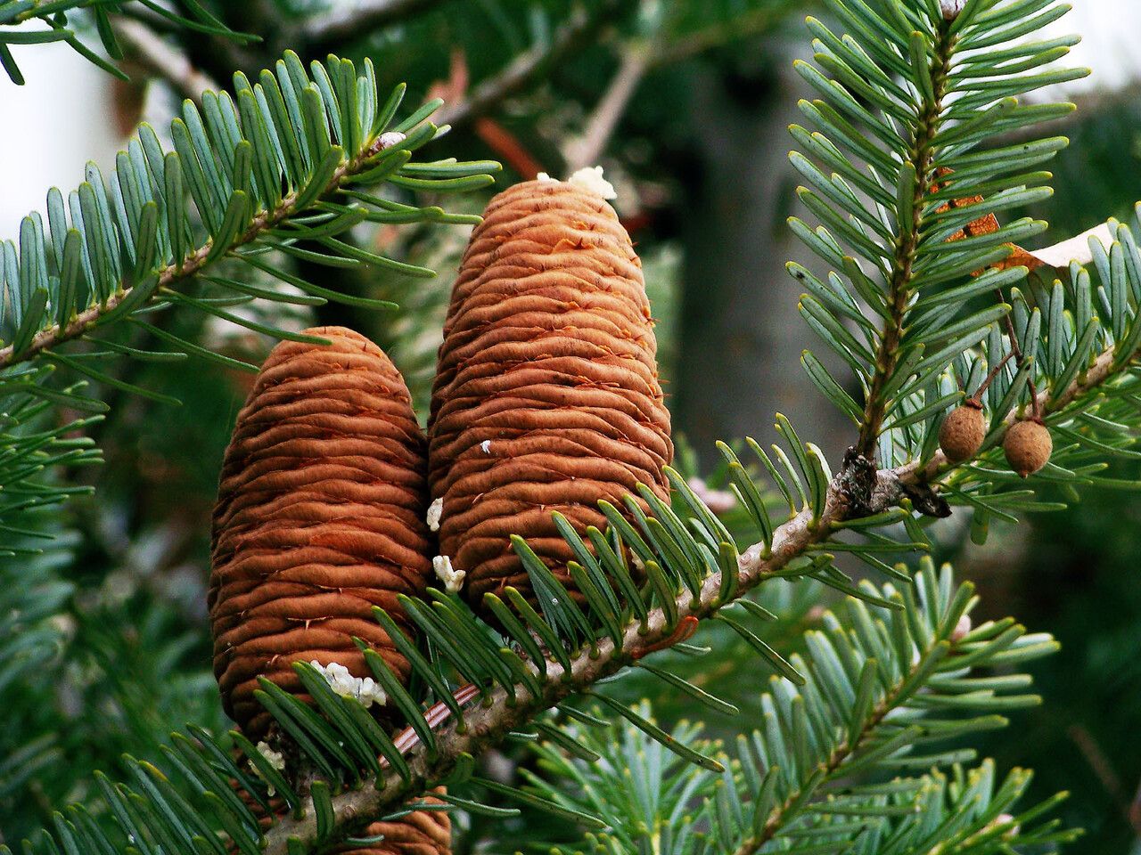 Abies sibirica fruit