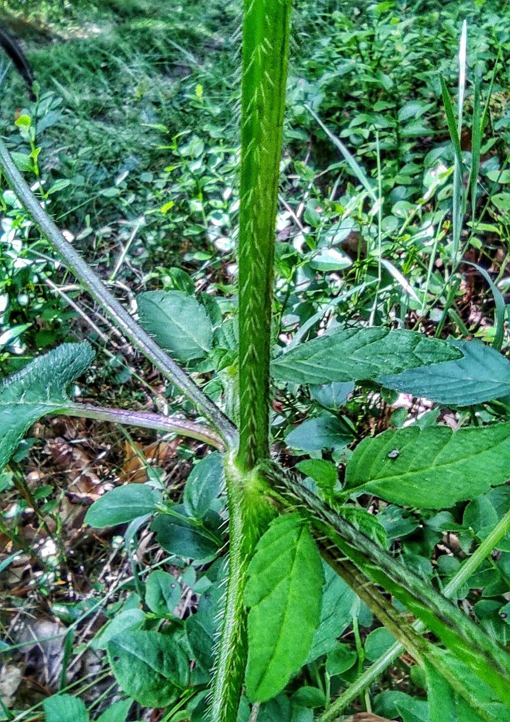 Galeopsis bifida bark