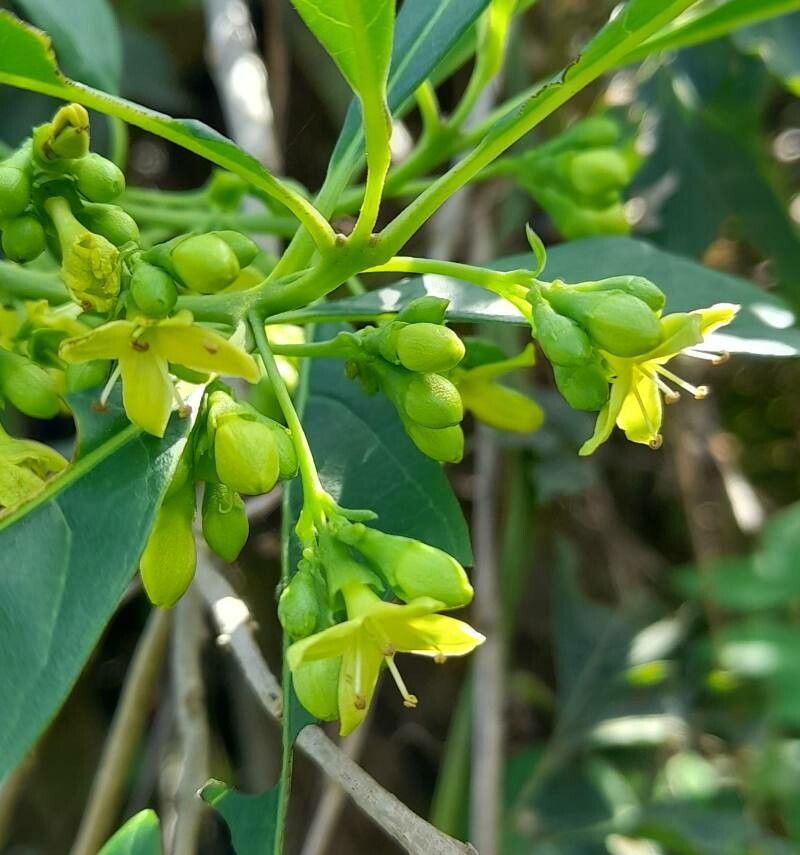 Aegiphila brachiata flower