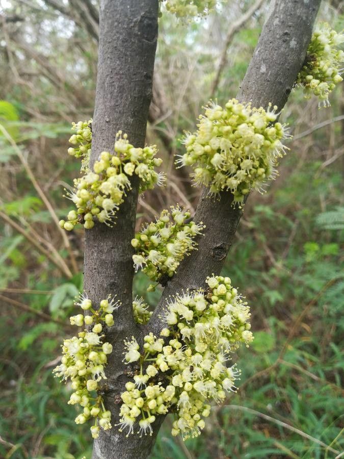 Cupaniopsis glomeriflora flower