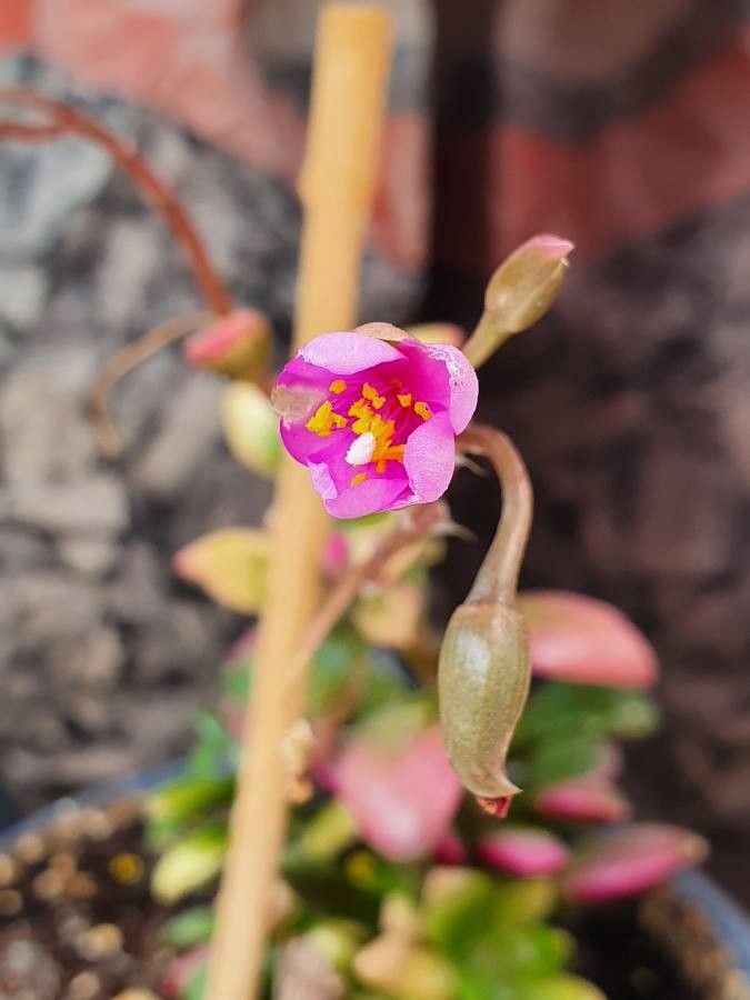 Anacampseros telephiastrum flower