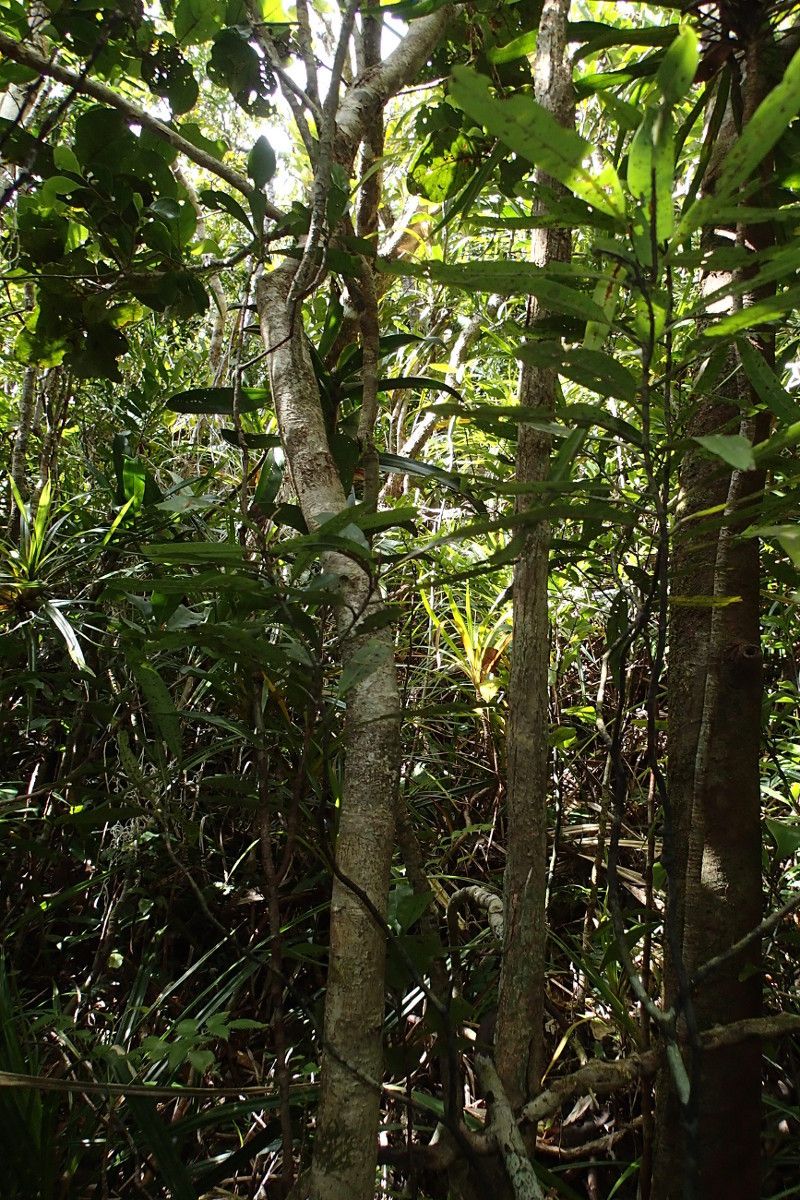 Psychotria hootmawaapensis habit