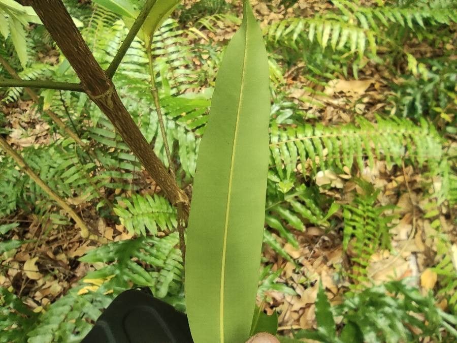 Calophyllum soulattri leaf