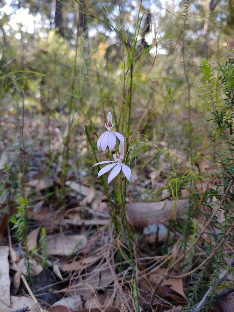 Caladenia carnea habit
