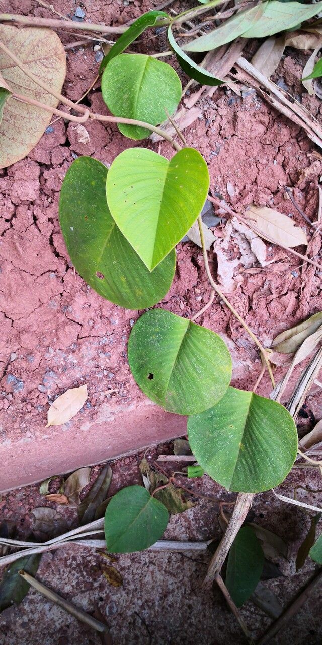 Argyreia acuta habit
