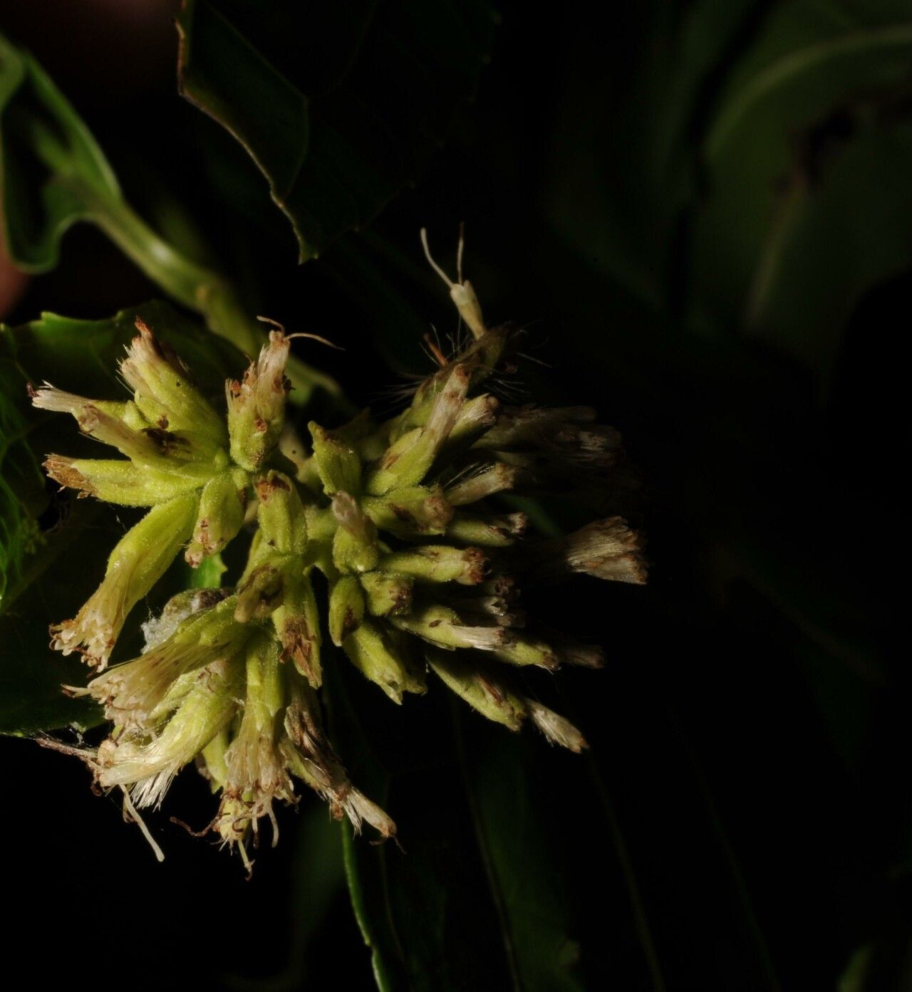 Koanophyllon albicaule fruit