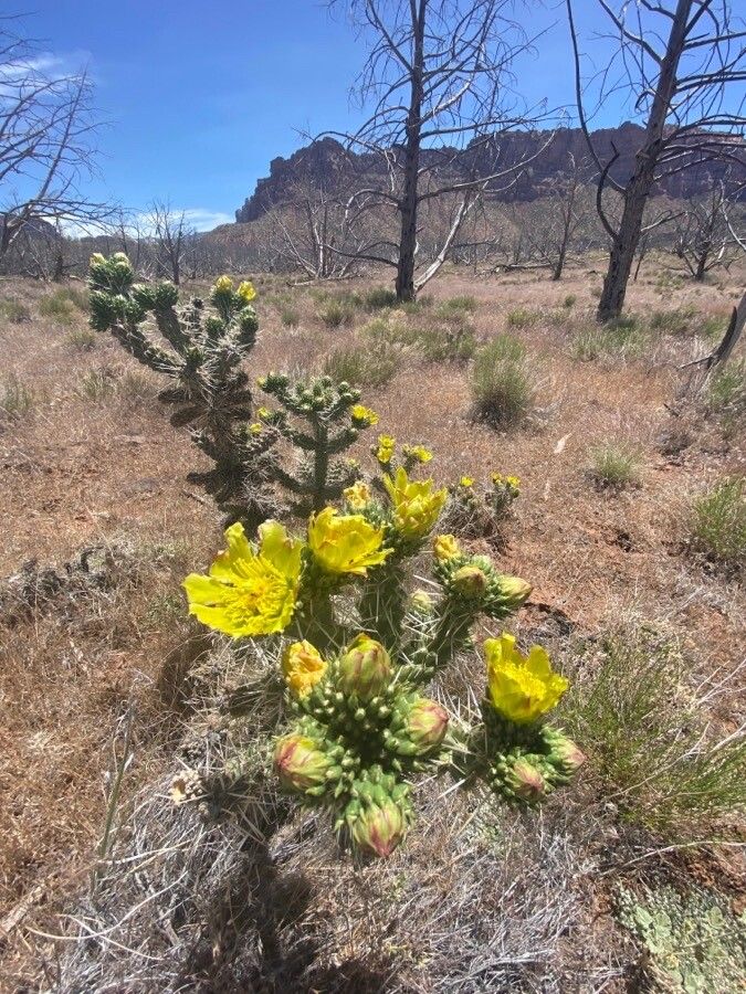 Cylindropuntia imbricata flower
