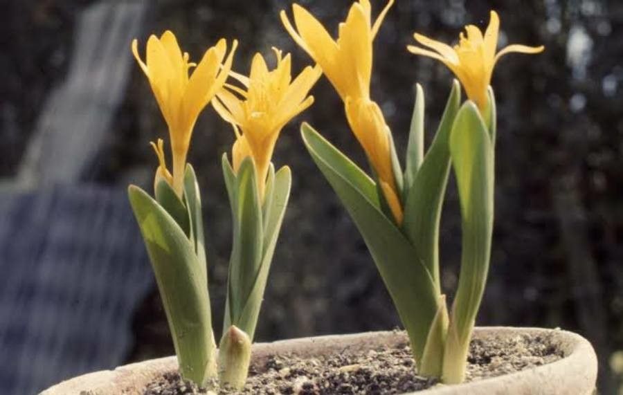 Colchicum luteum — search result for 'Afghanistan'