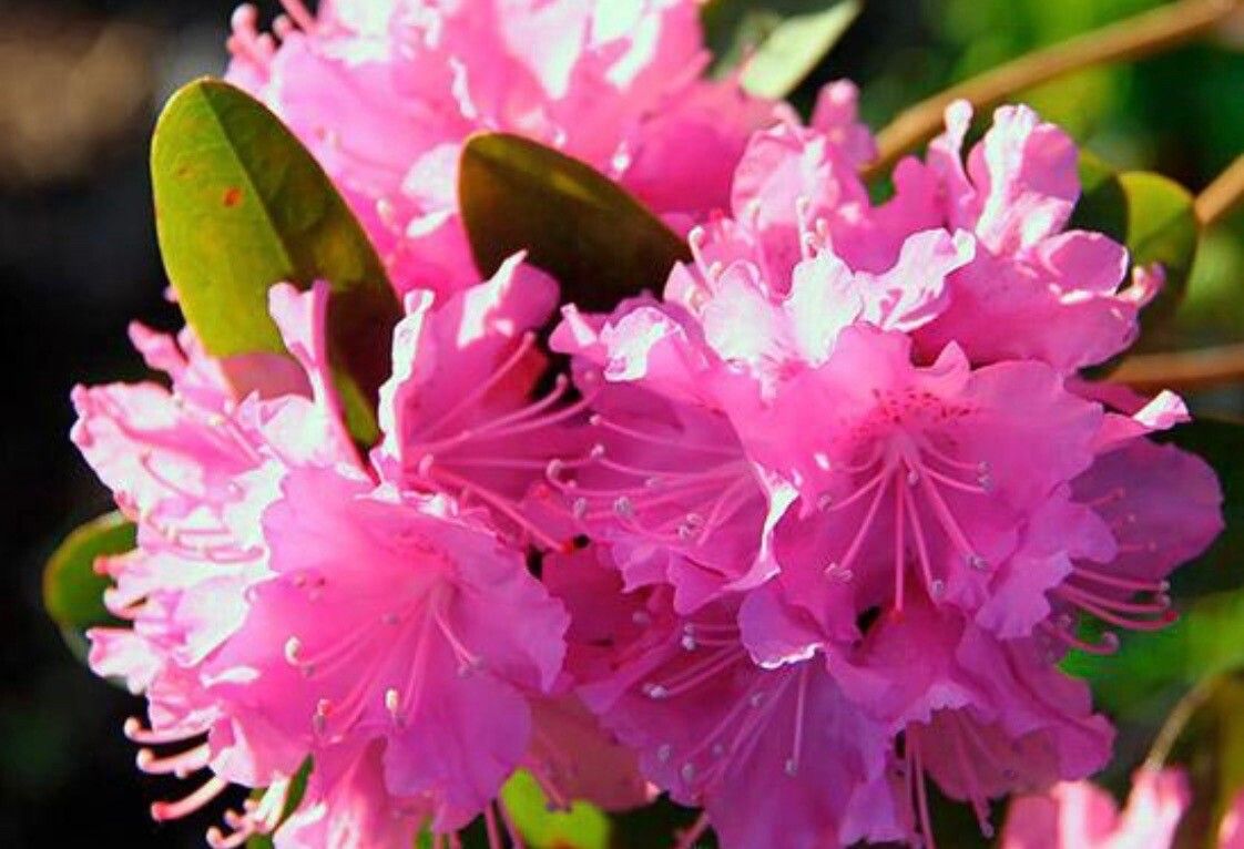 Rhododendron dauricum flower