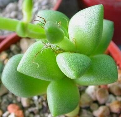 Anacampseros pisina — search result for 'Anacampseros'