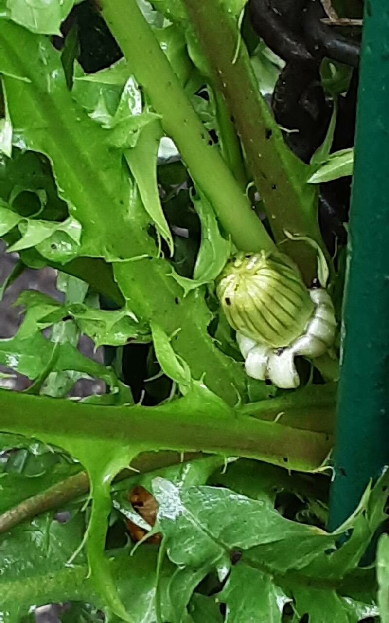 Taraxacum obliquilobum flower