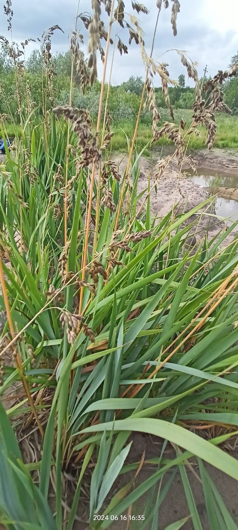 Anthoxanthum repens habit