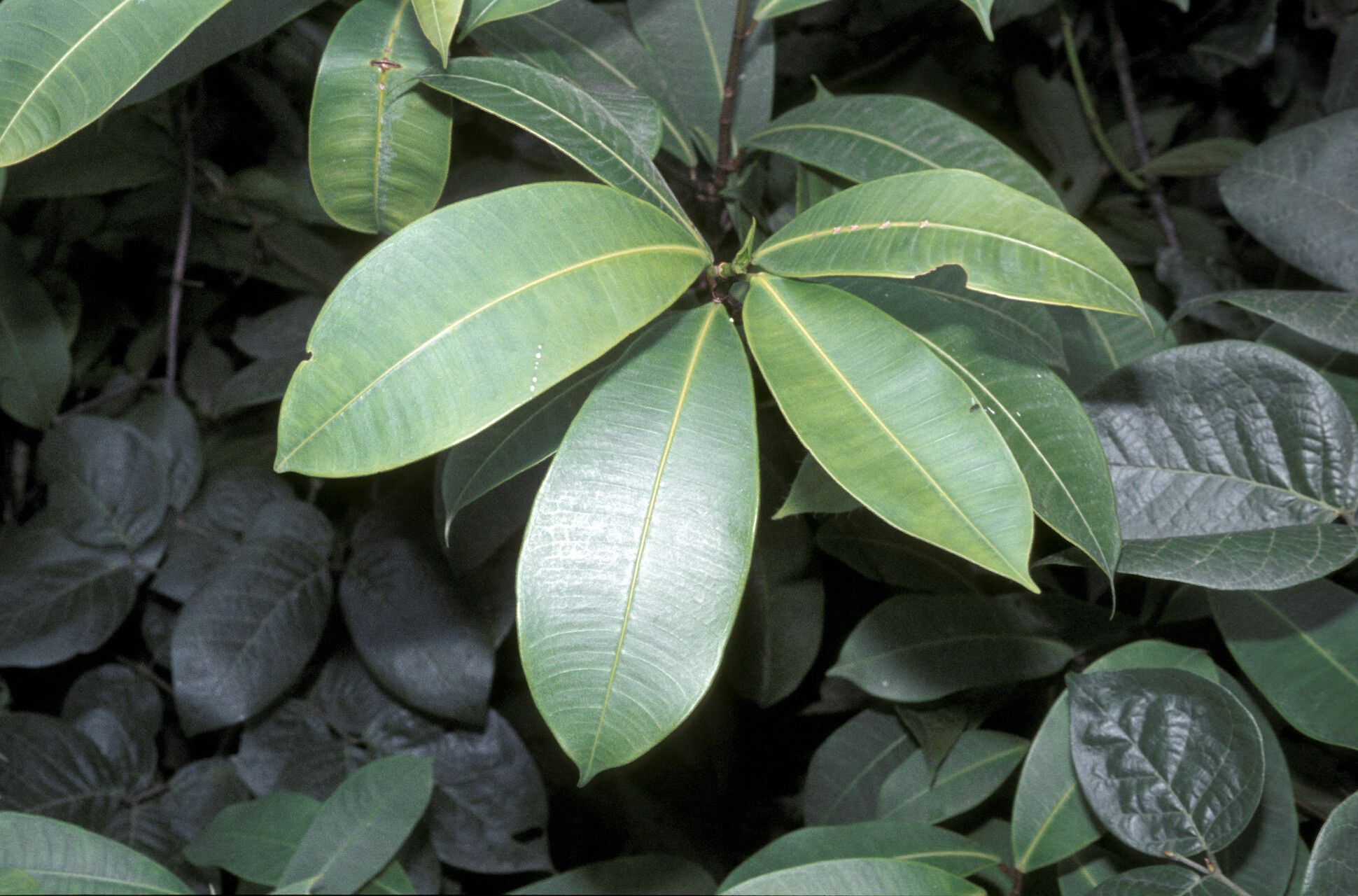 Ficus crassivenosa — houseplant care guide