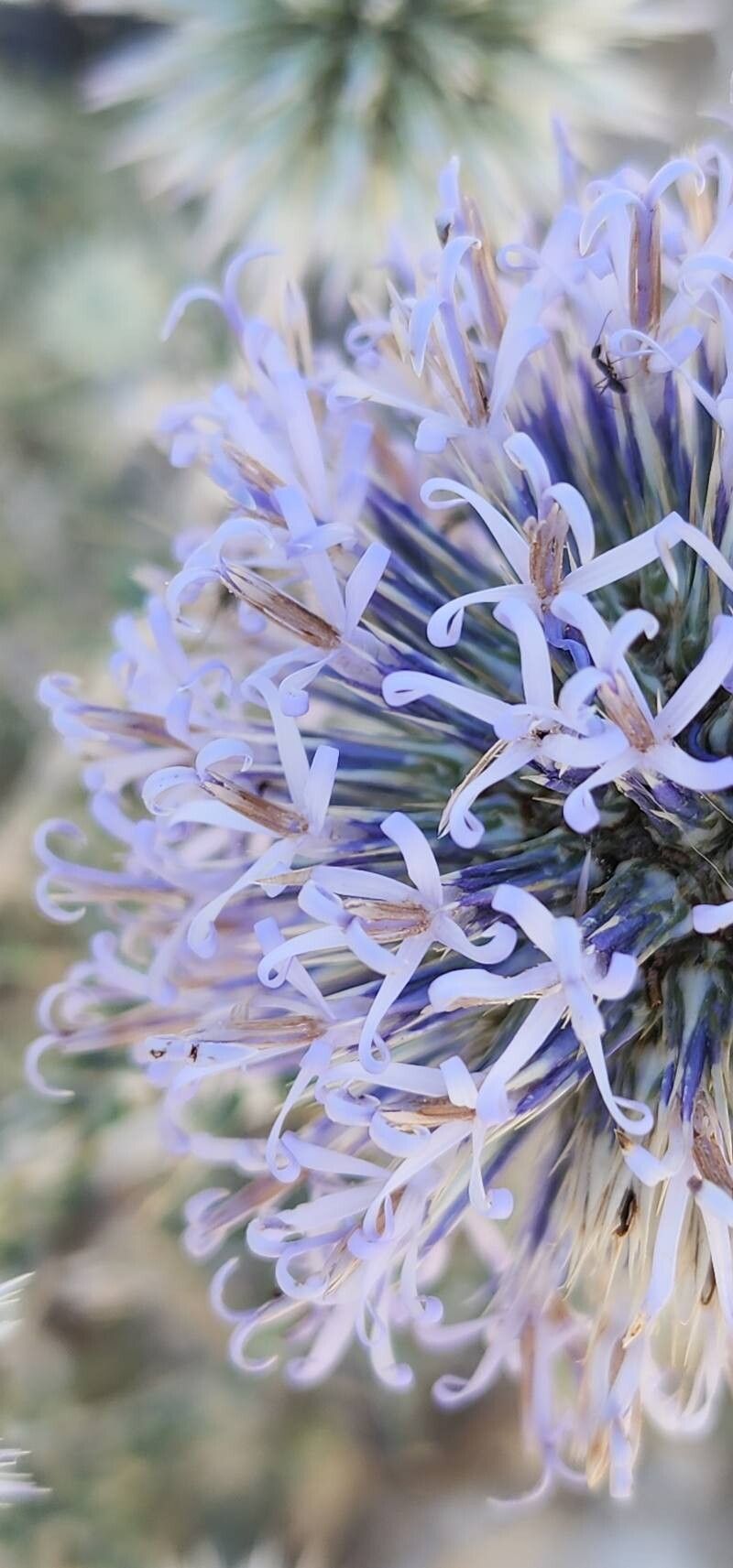 Echinops orientalis flower