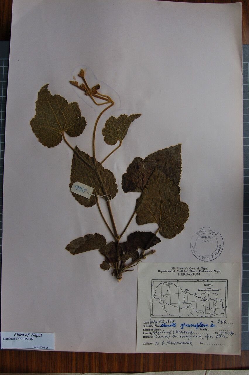 Clematis grewiiflora — search result for 'Clematis'