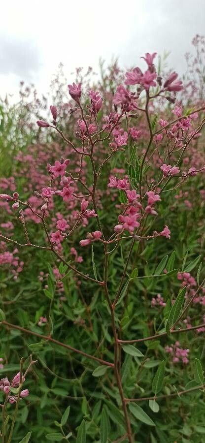 Apocynum venetum other