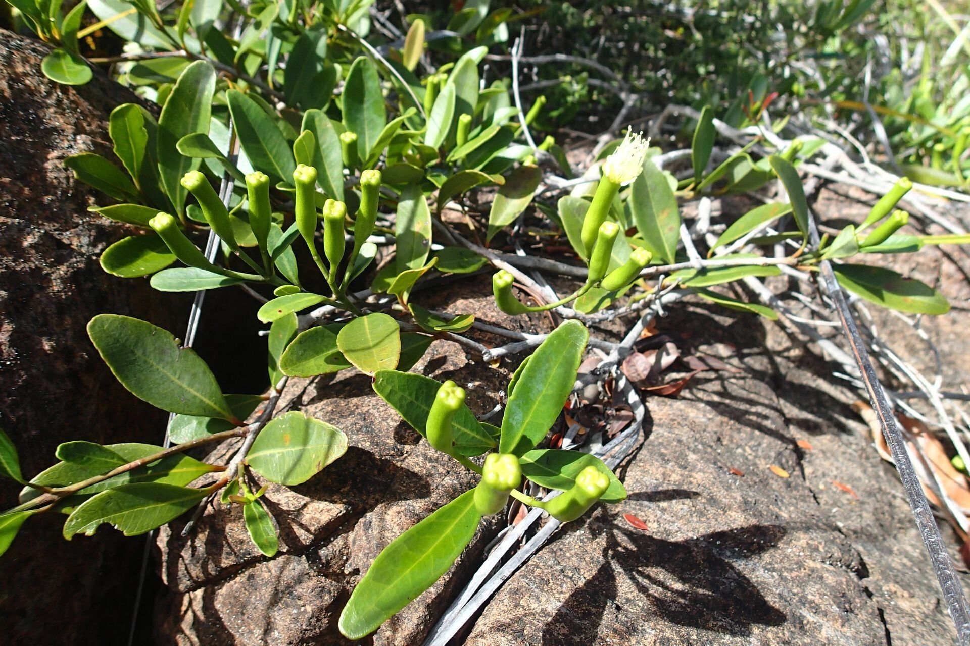 Syzygium virotii habit