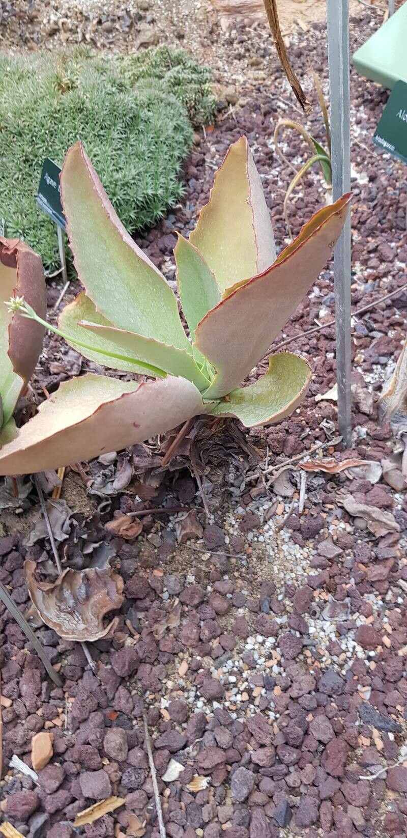 Kalanchoe synsepala habit