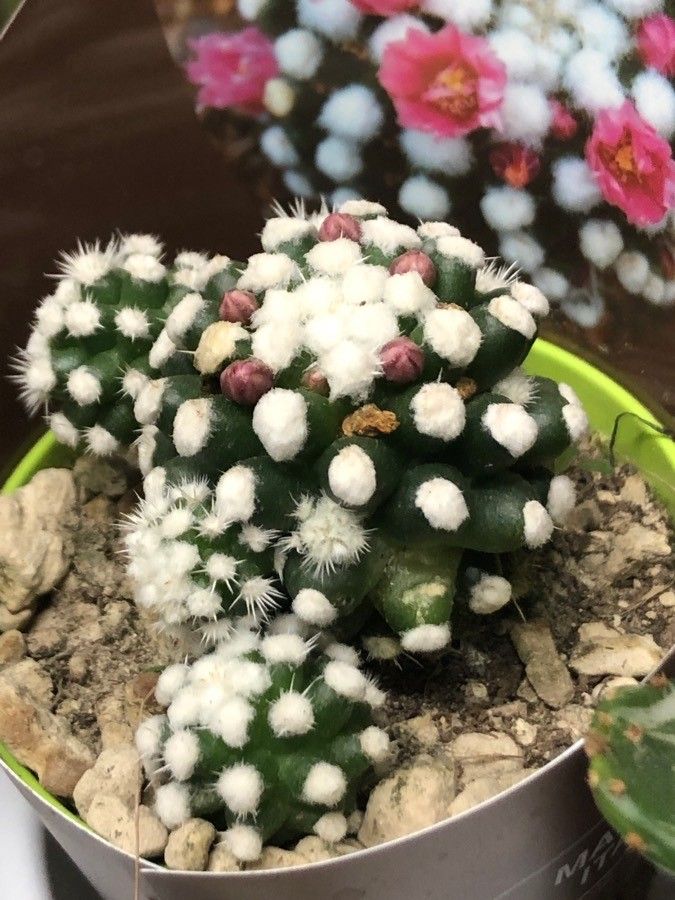 Mammillaria gracilis leaf