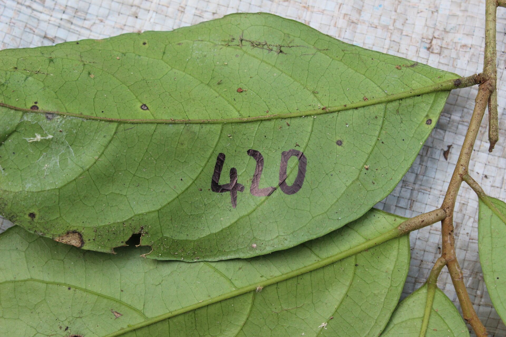 Drypetes principum — houseplant care guide