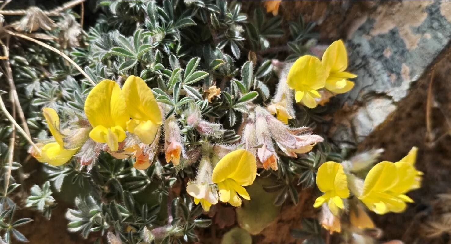 Leobordea lupinifolia flower