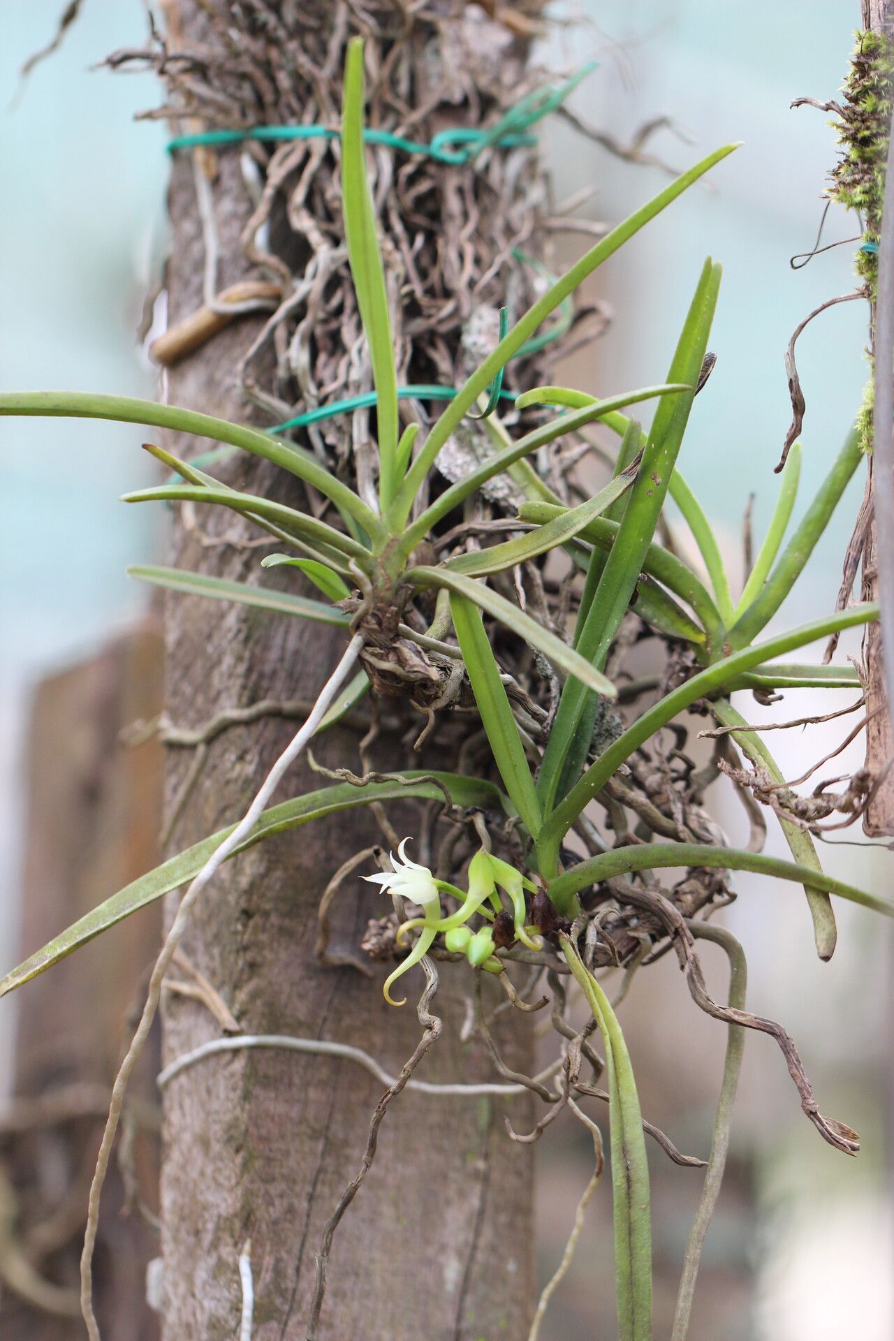 Cyrtorchis aschersonii habit