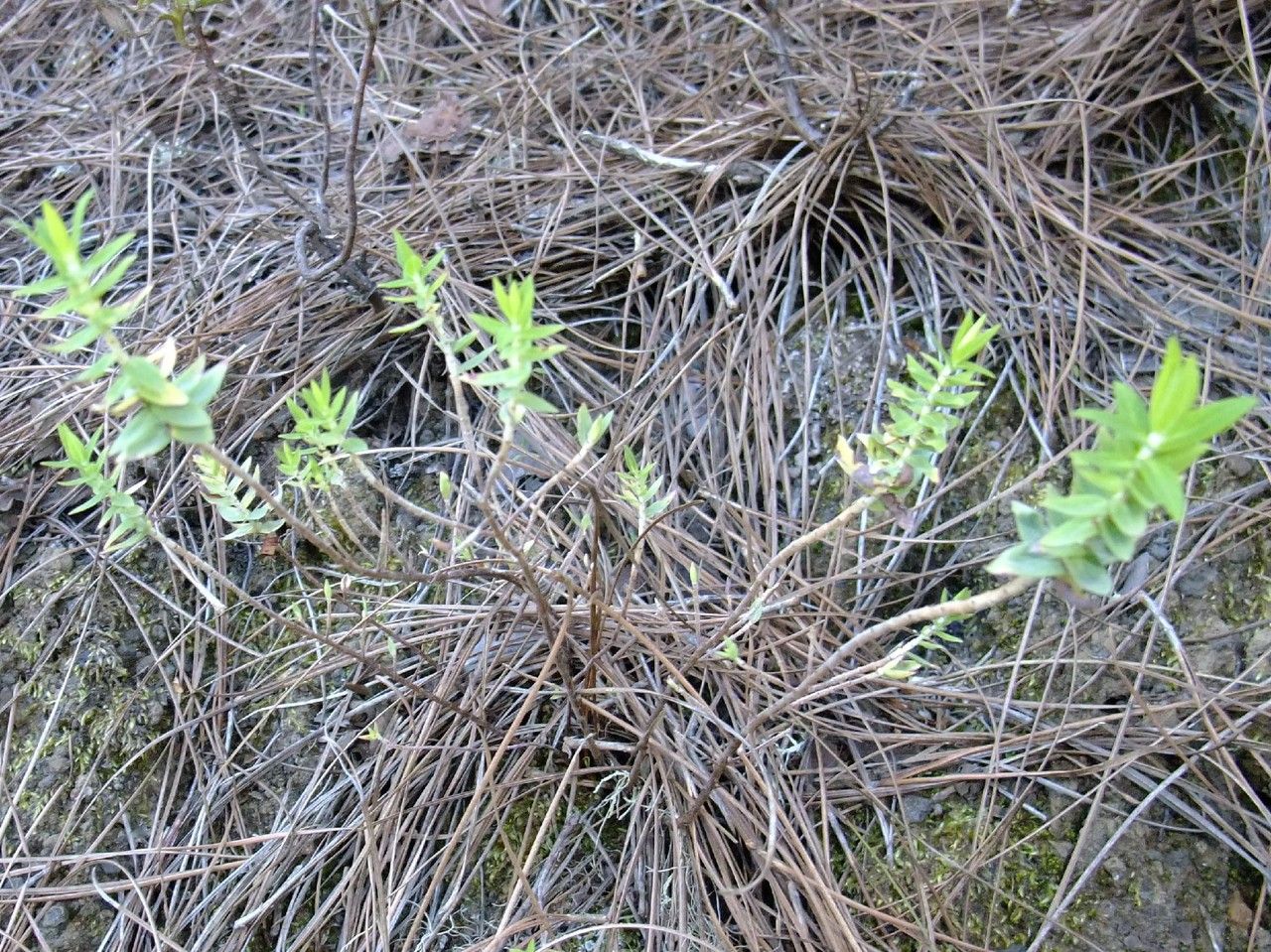 Hypericum reflexum habit