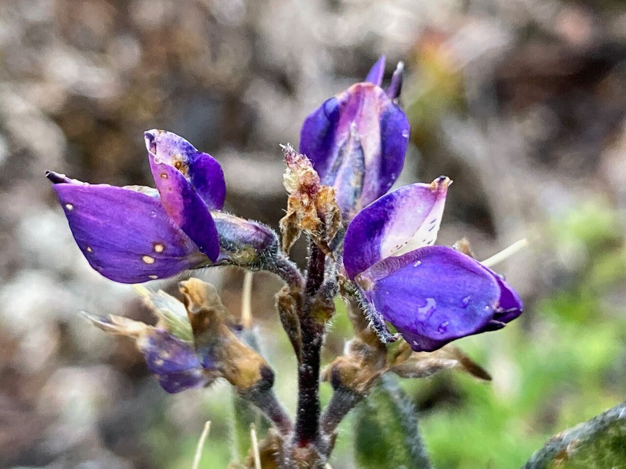 Lupinus colombiensis flower