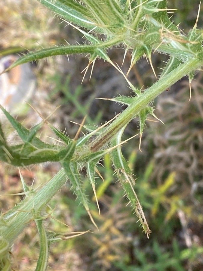 Cirsium ferox — search result for 'Cirsium'