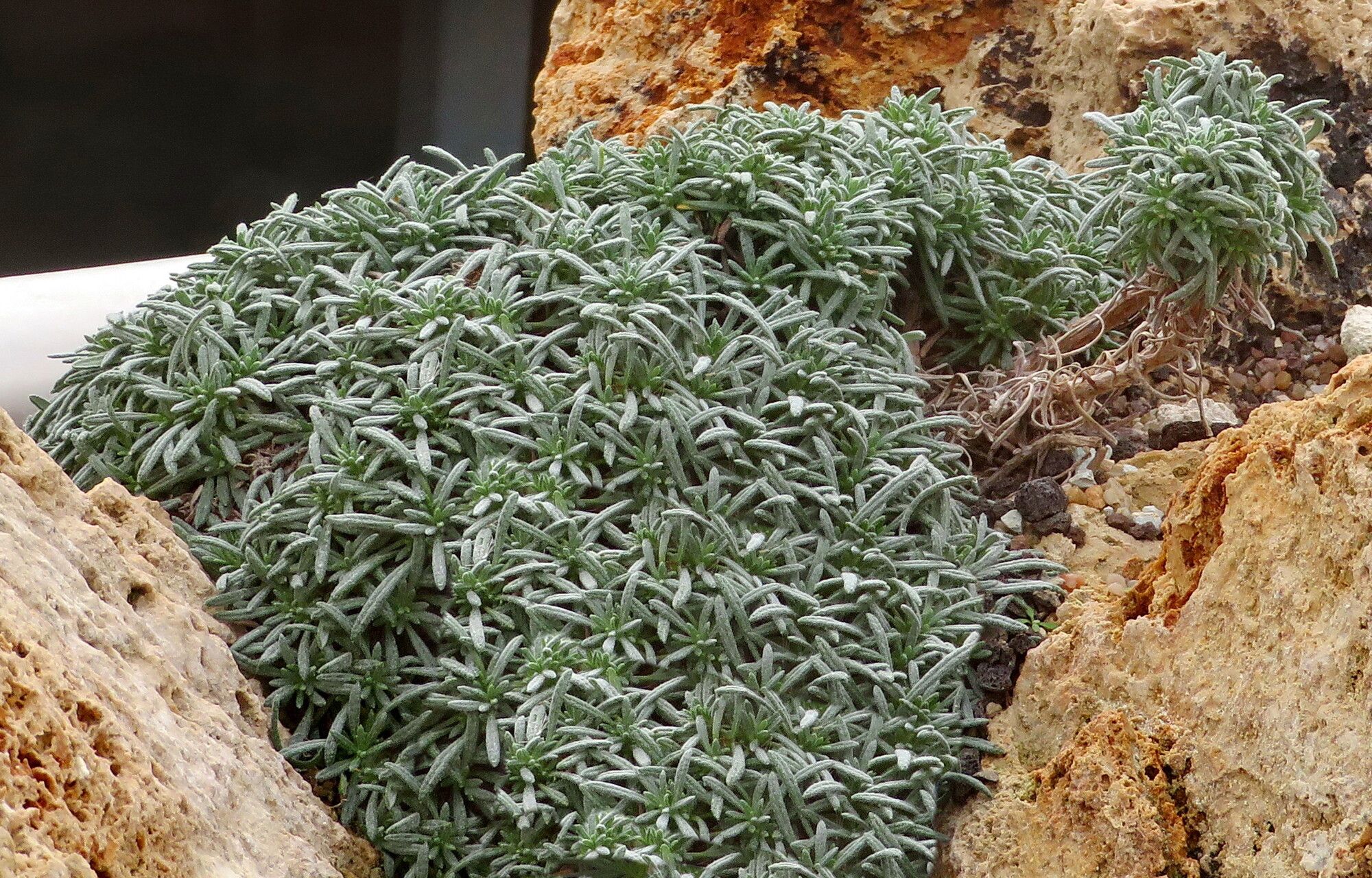 Phagnalon bicolor habit