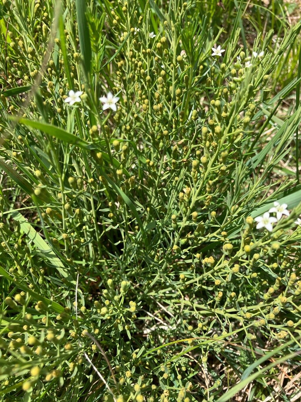 Thesium rostratum flower