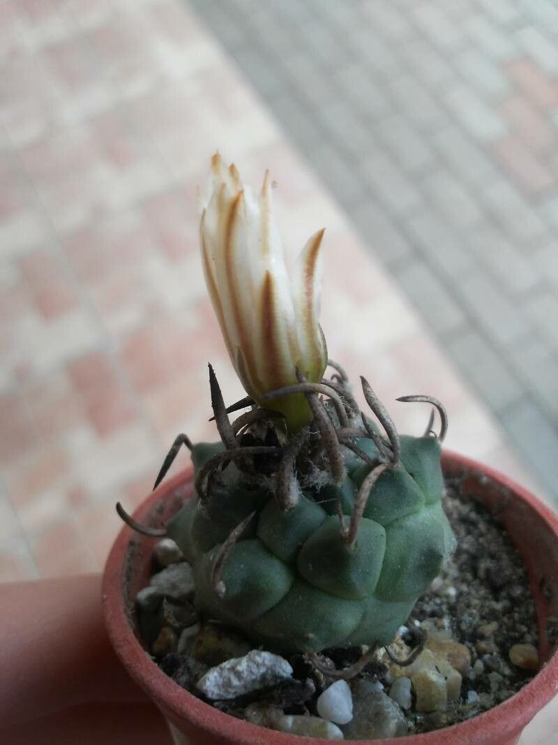 Turbinicarpus schmiedickeanus flower
