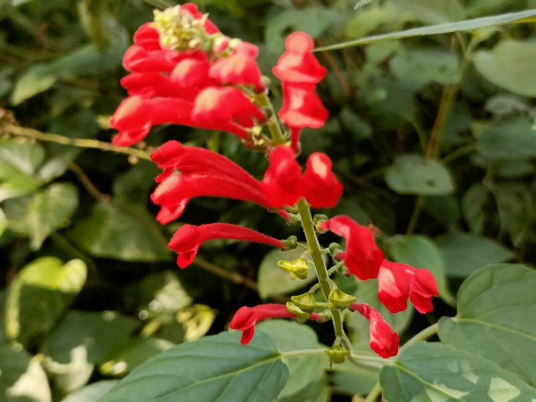 Scutellaria coccinea flower