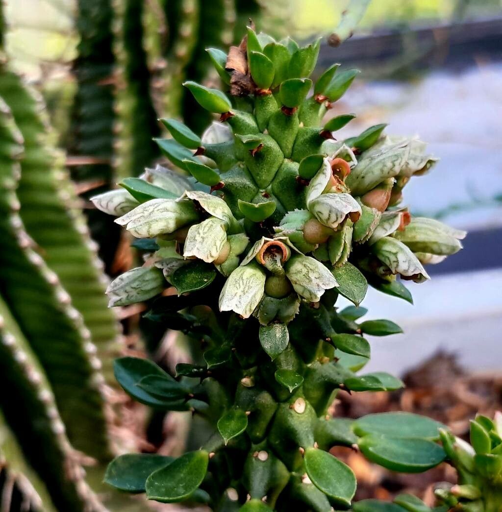 Euphorbia guentheri fruit