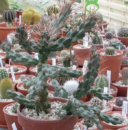 Cylindropuntia molesta — houseplant care guide