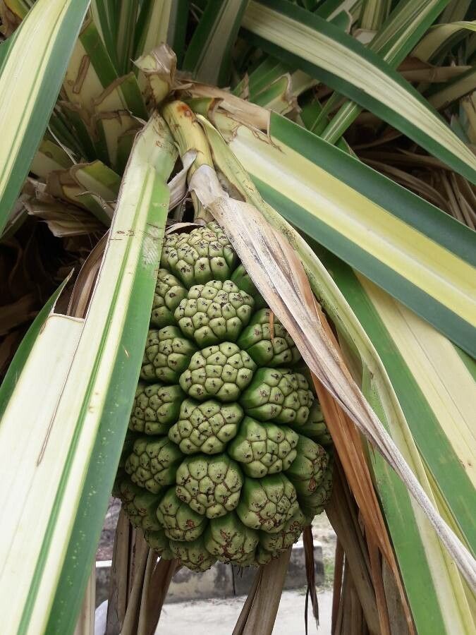 Pandanus sanderi fruit