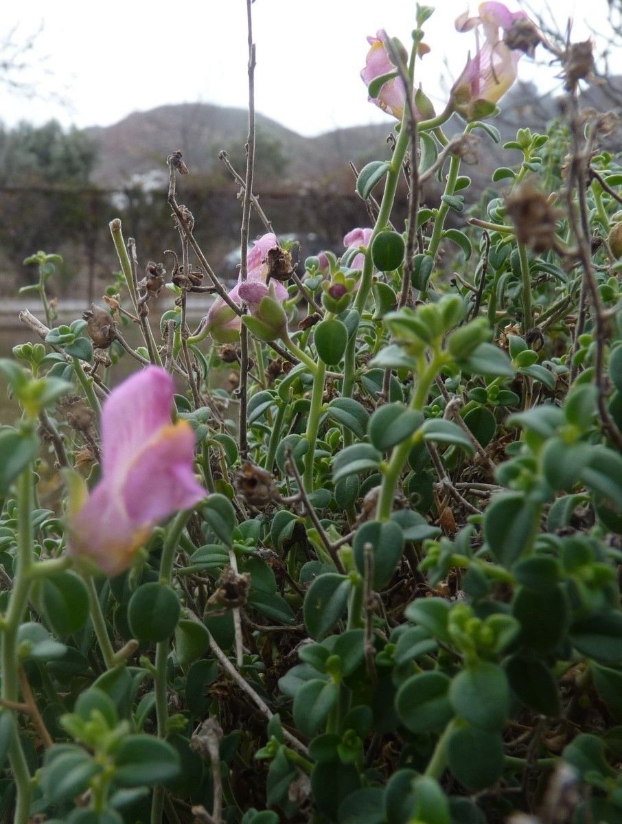 Antirrhinum charidemi habit