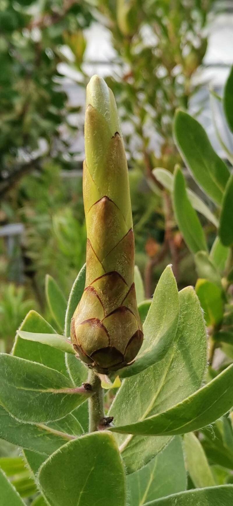 Protea aurea flower