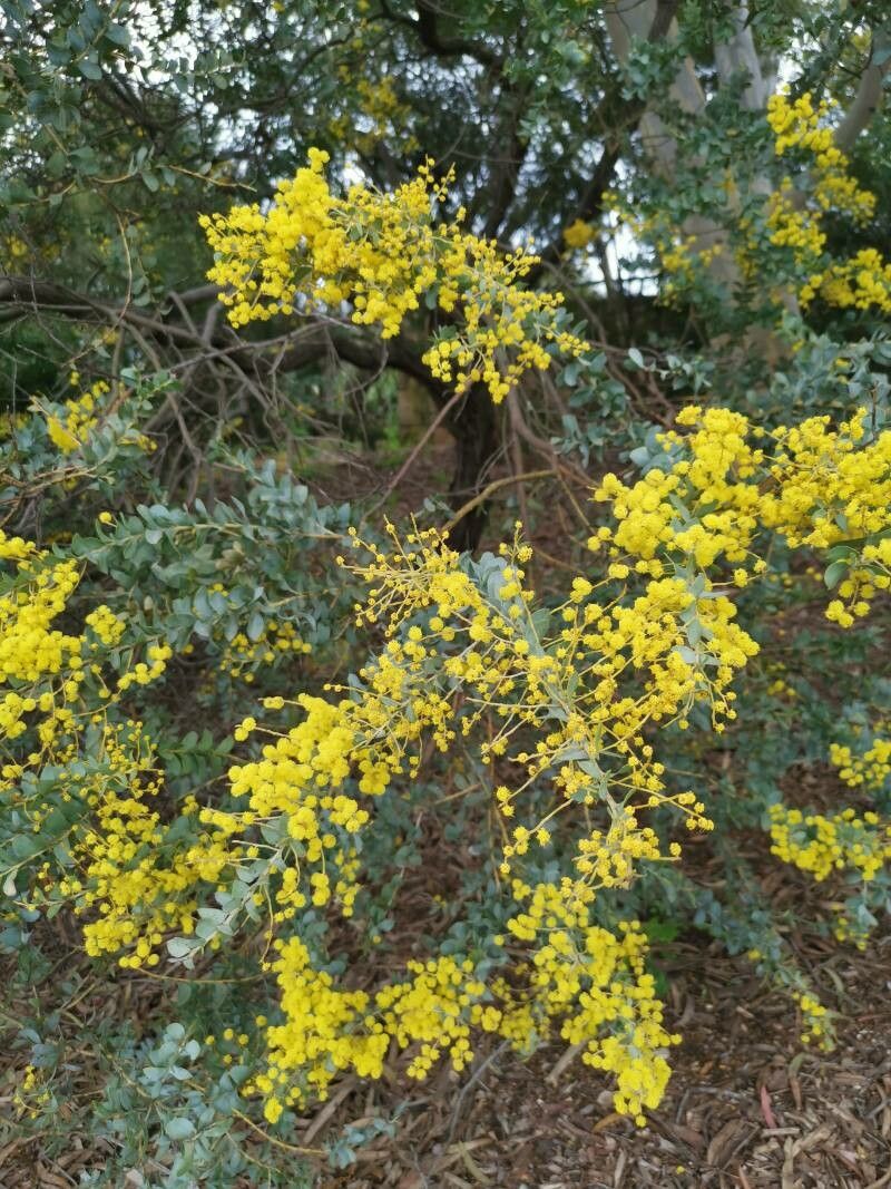 Acacia cultriformis flower