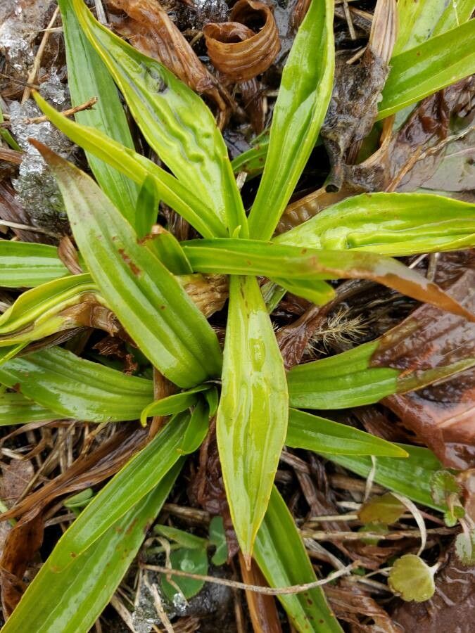 Carex plantaginea — search result for 'Carex'