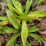 Carex plantaginea
