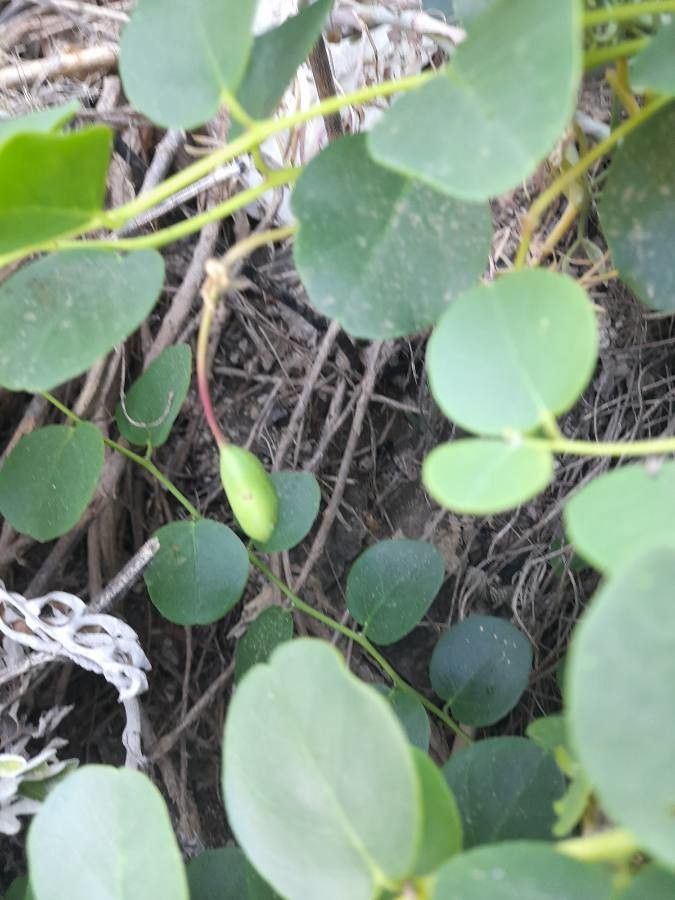 Capparis orientalis fruit