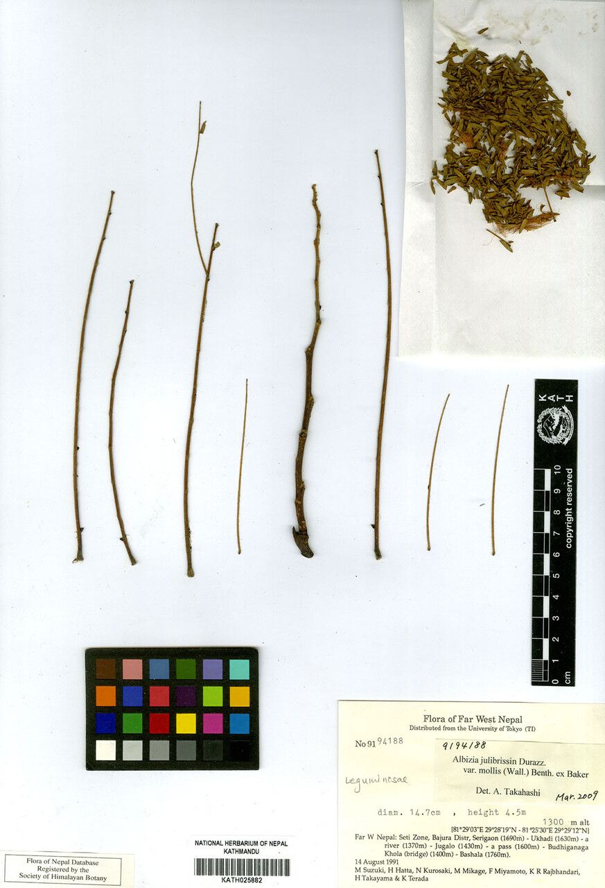 Archidendron molle — houseplant care guide