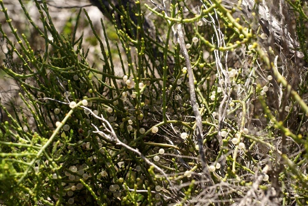 Viscum continuum habit