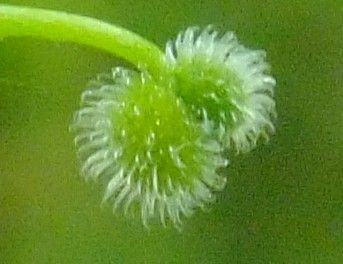 Galium uliginosum fruit