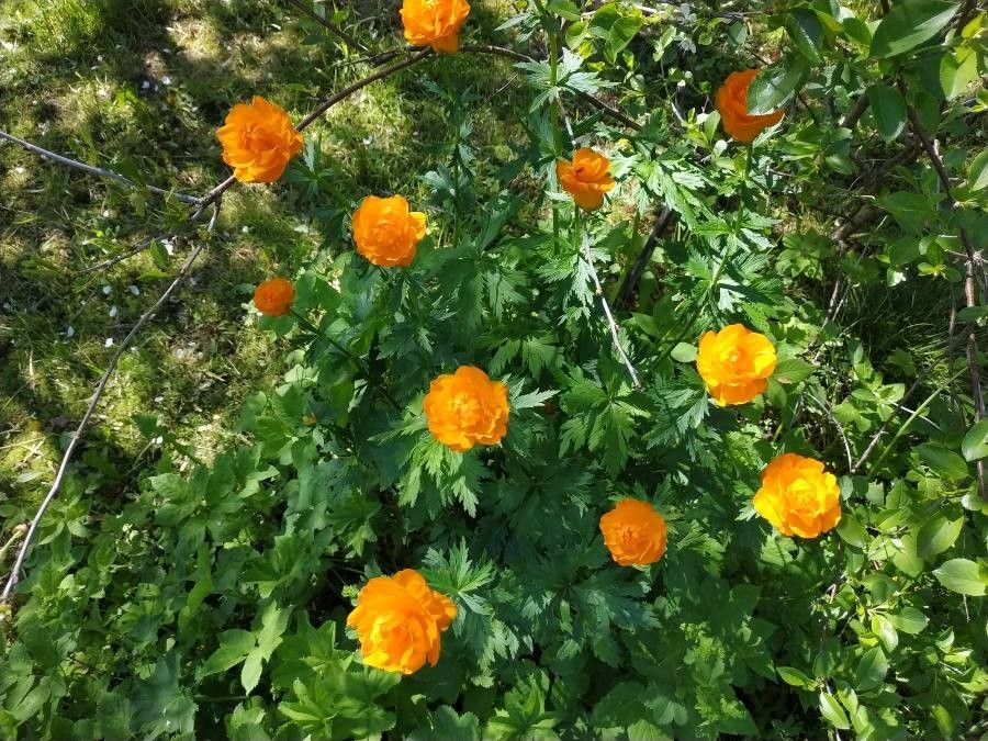 Trollius asiaticus habit