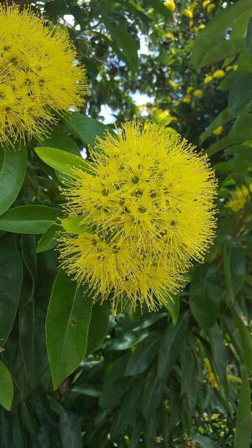 Xanthostemon chrysanthus flower