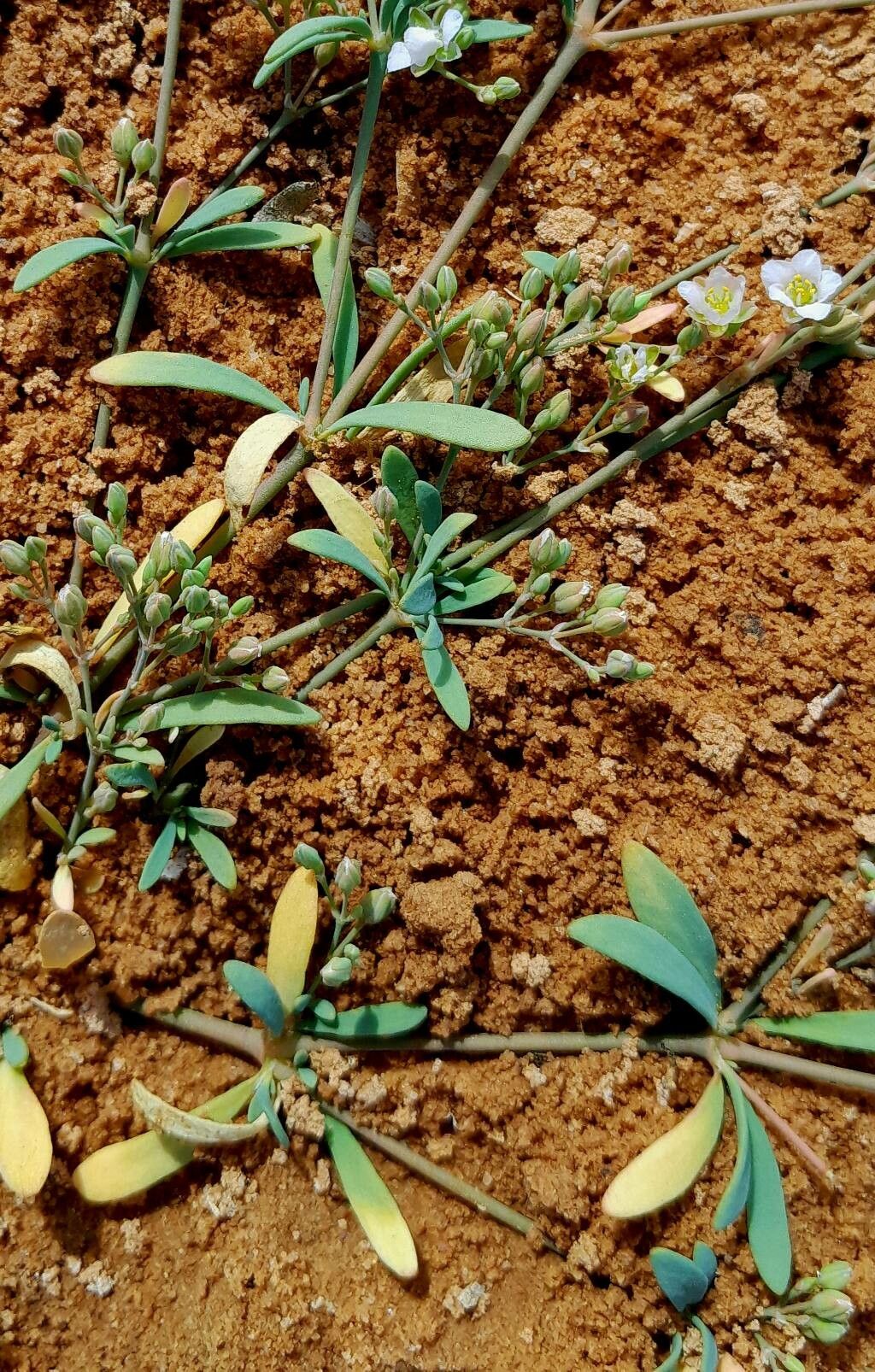 Polycarpaea robbairea — houseplant care guide