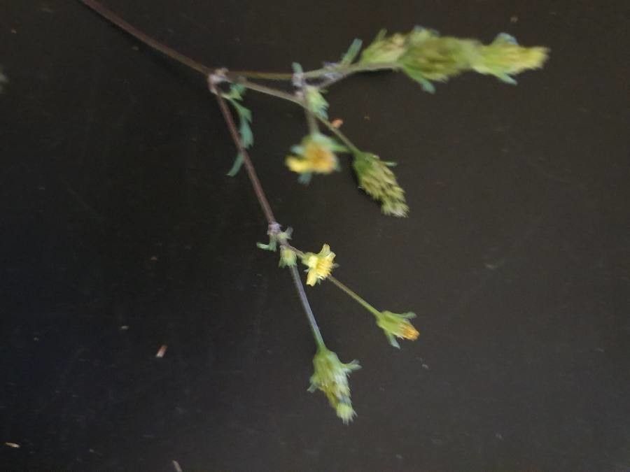 Bidens elgonensis other