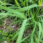 Echinochloa crus-galli